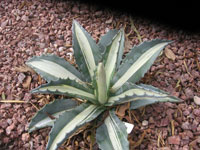 Agave americana