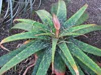 Aloe barbertoniae