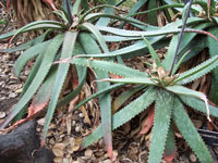 Aloe burgersfortensis