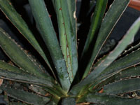 agave ensifera