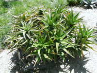 Aloe fibrosa