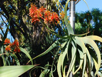 Aloe flexilifolia