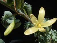 Adenia fruticosa