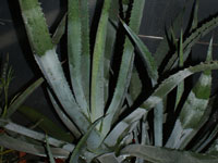 agave mapisaga