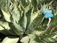 agave margaritae