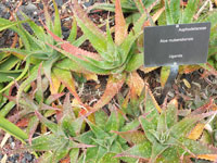 Aloe mubendiensis