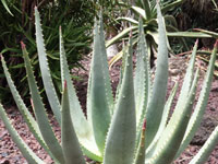 Aloe aculeata