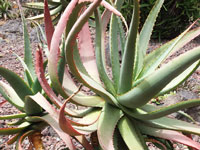 Aloe mutabilis