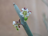 Euphorbia antisyphilitica
