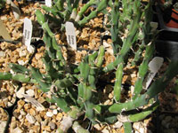 Euphorbia laikipiensis