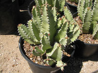 Euphorbia resinifera