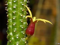 Echidnopsis watsonii