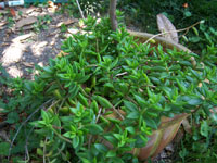 Lenophyllum acutifolium