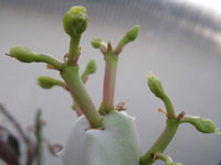 Monadenium arborescens