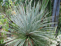 Yucca linearifolia