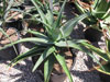 Aloe alooides
