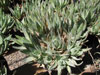 Aloe brevifolia