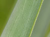 Agave dasylirioides