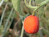 Adenia keramanthus