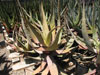 Aloe microstigma