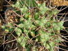 Euphorbia atrox