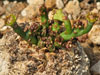 Euphorbia decidua