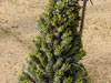 Euphorbia multiceps