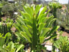 Euphorbia royleana