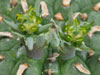 Euphorbia stellispina