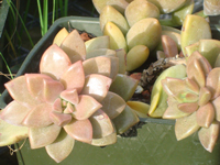 Graptosedum Bronze