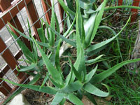 Aloe aaegeodonta