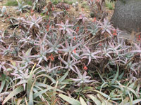 aloe acutissima