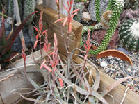 Aloe acutissima