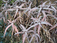 Aloe acutissima