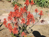 aloe affinis