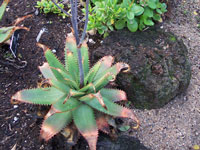 Aloe affinis