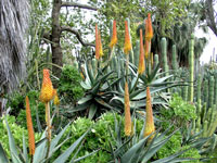 Aloe africana