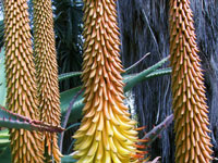 Aloe africana