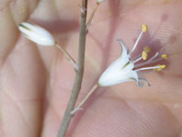 aloe albiflora