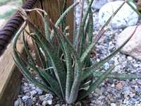 Aloe albiflora