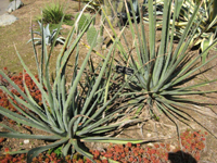 agave albomarginata