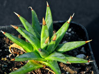 agave albopilosa