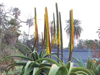 Aloe alooides