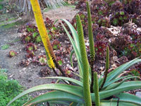 Aloe alooides