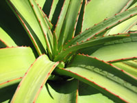 Aloe alooides