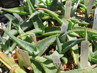 Aloe alooides