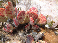 Adromischus alstonii