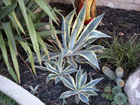 Agave americana