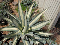 Agave americana