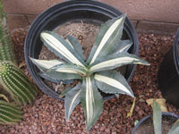 Agave americana